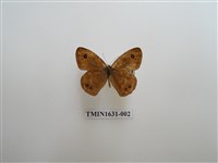 藏品(小波眼蝶)的圖片